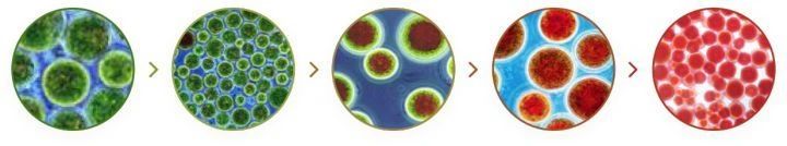 艾詩(shī)特蝦青素 艾詩(shī)特蝦青素