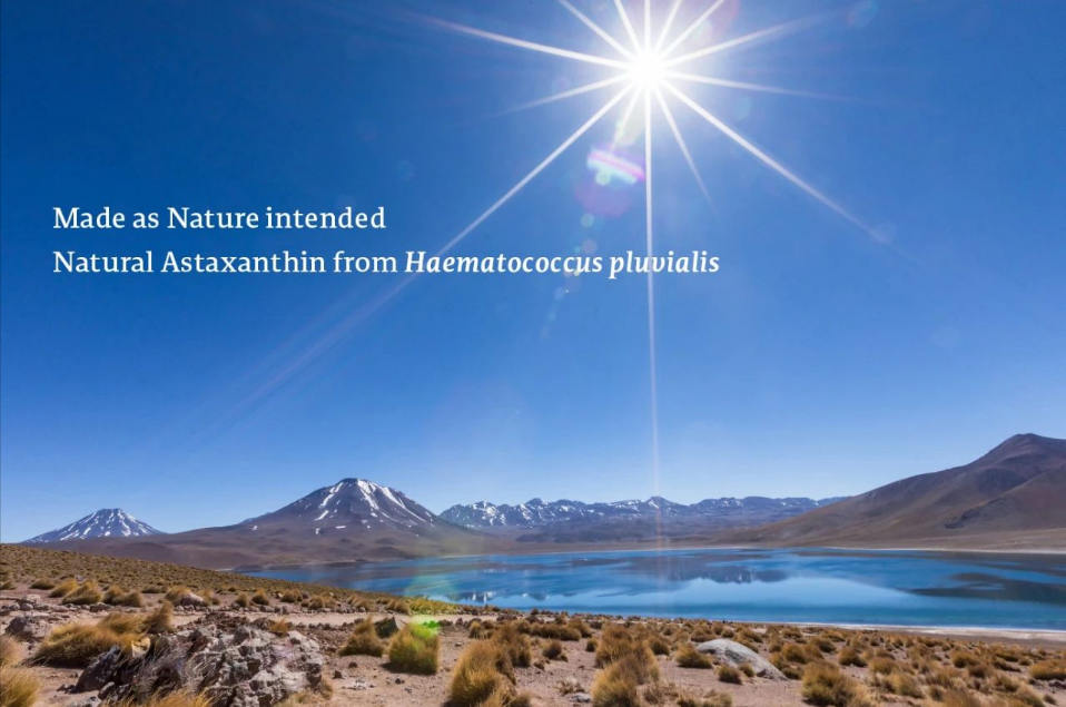 艾詩(shī)特蝦青素 艾詩(shī)特蝦青素