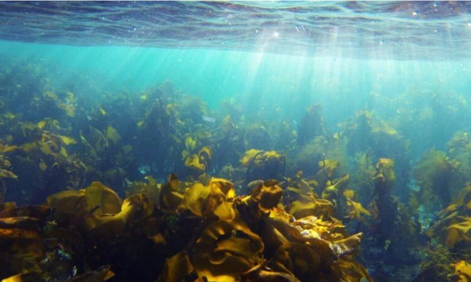 艾詩(shī)特蝦青素 艾詩(shī)特蝦青素