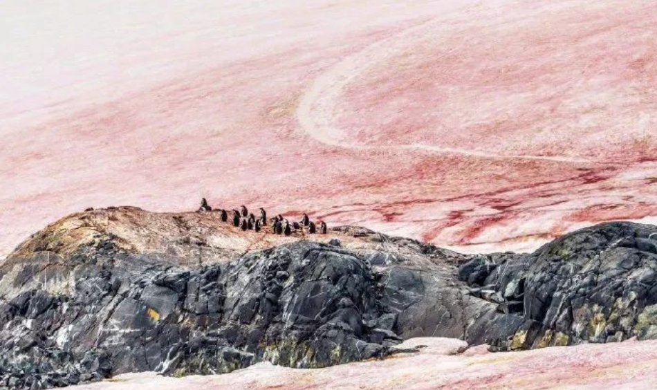 艾詩(shī)特蝦青素 艾詩(shī)特蝦青素