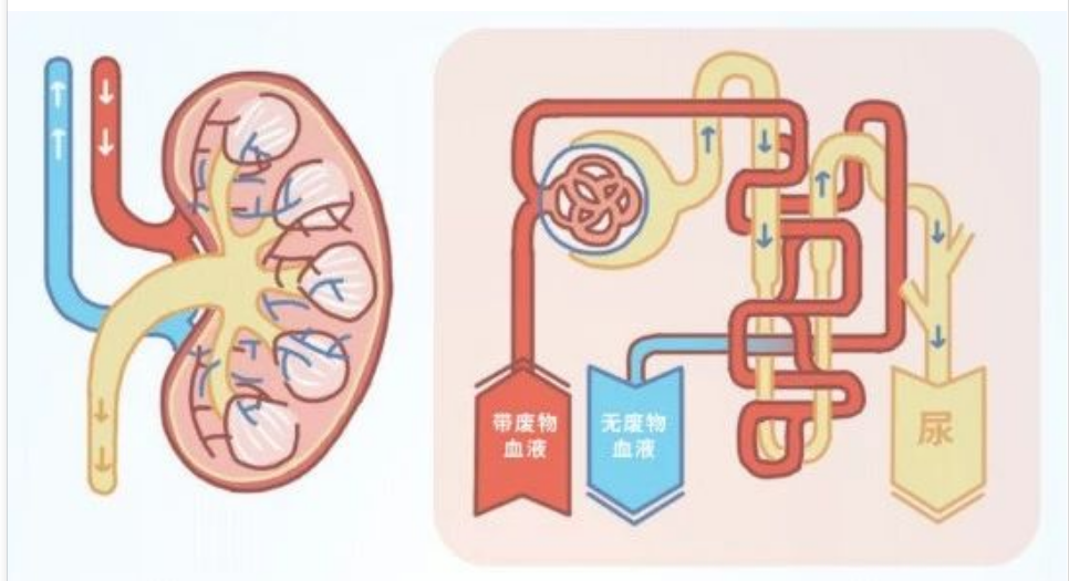 艾詩特蝦青素 艾詩特蝦青素