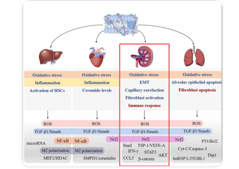 艾詩特蝦青素 艾詩特蝦青素