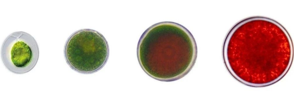 艾詩特蝦青素 艾詩特蝦青素