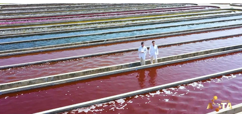 艾詩特蝦青素 艾詩特蝦青素