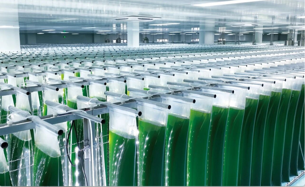 艾詩(shī)特蝦青素