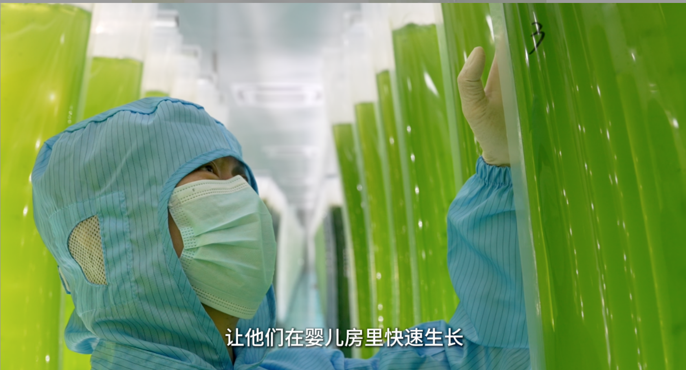 艾詩(shī)特蝦青素