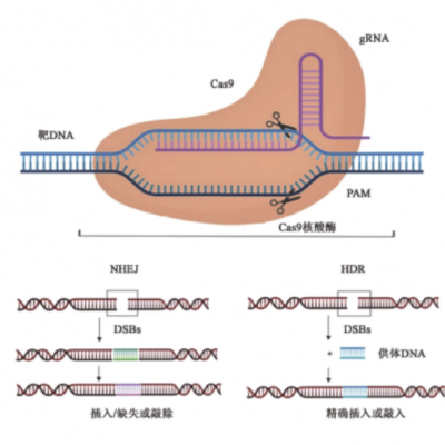 雨生紅球藻中基于CRISPR/Cas9 遺傳操作體系的建立及在提高生物量和蝦青素含量中的應用技術(shù)研究