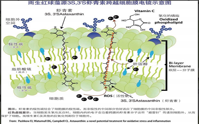 蝦青素對(duì)因炎癥及氧化應(yīng)激相關(guān)疾病的作用