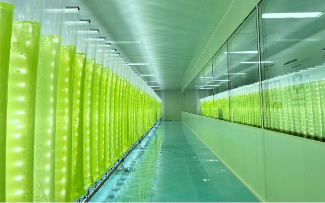 微藻養(yǎng)殖技術(shù)重大突破！我國實(shí)現(xiàn)全反式蝦青素量產(chǎn)升級